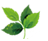 葉イメージ