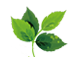 葉イメージ